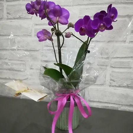 A Casa Di Cicia *